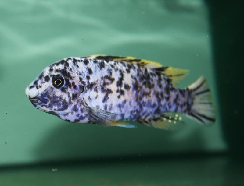 Labeotropheus fuelleborni 'Chinyankwazi Island'